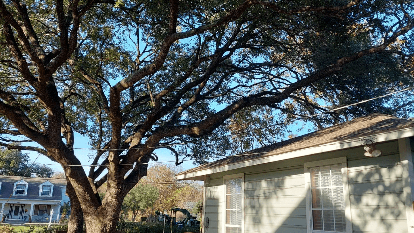 Affordable Tree Care Service