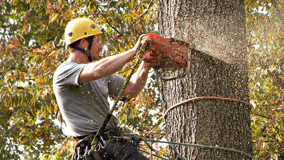 Paul's Tree Service