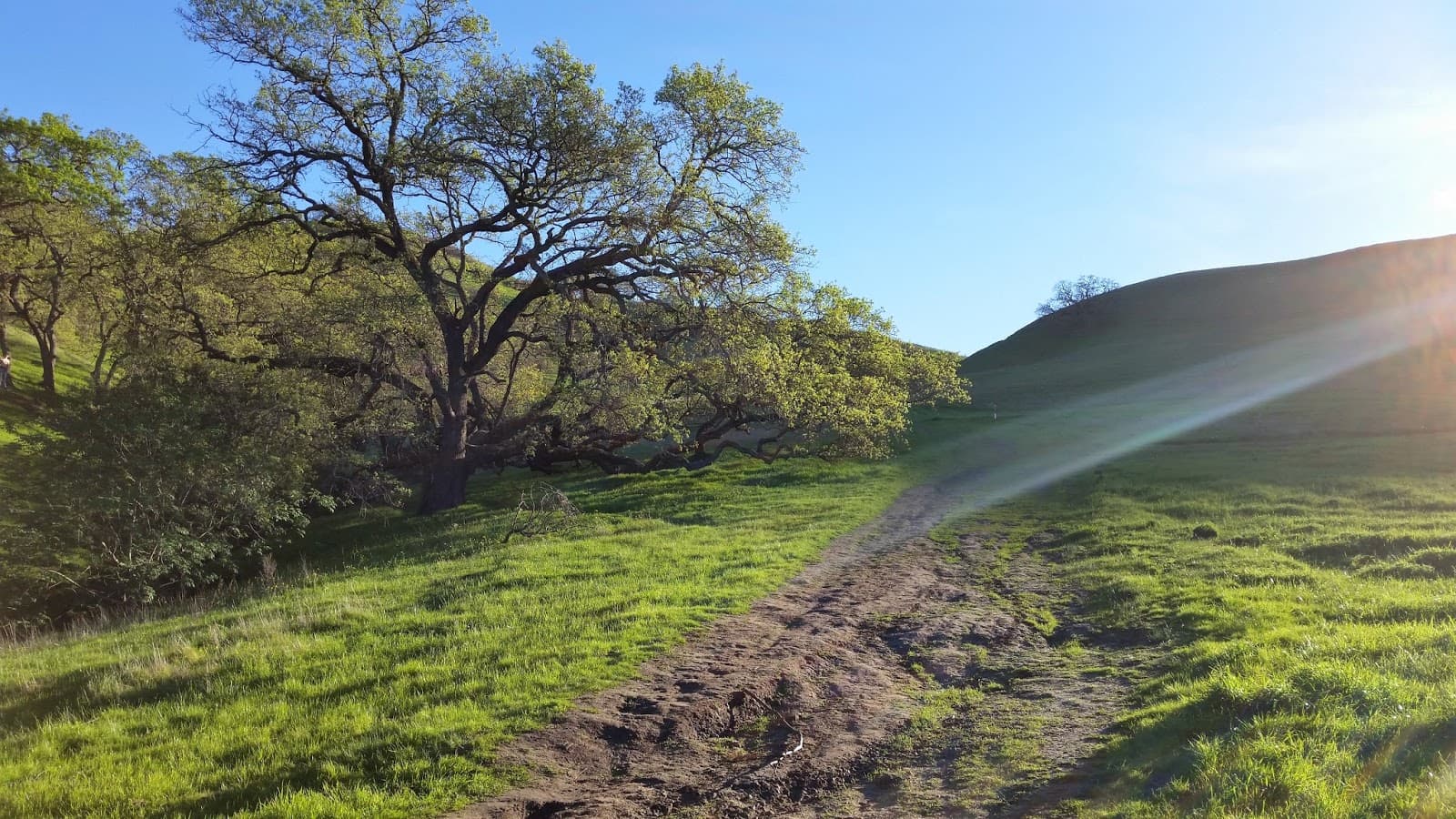 Traverso Tree Service