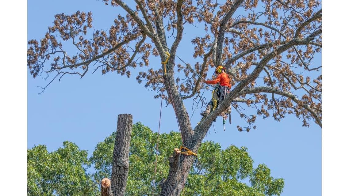 Earnest Tree Service