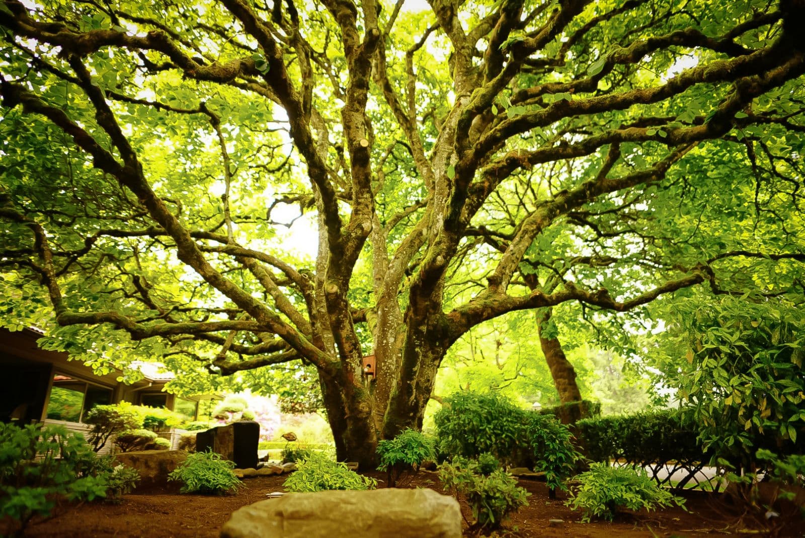 SavATree - Tree Service & Lawn Care