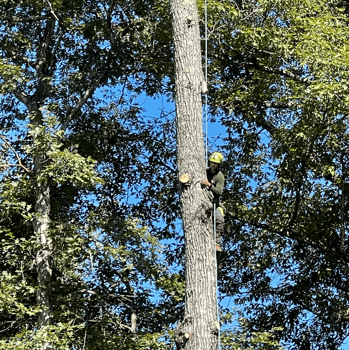 Kats Tree Experts LLC