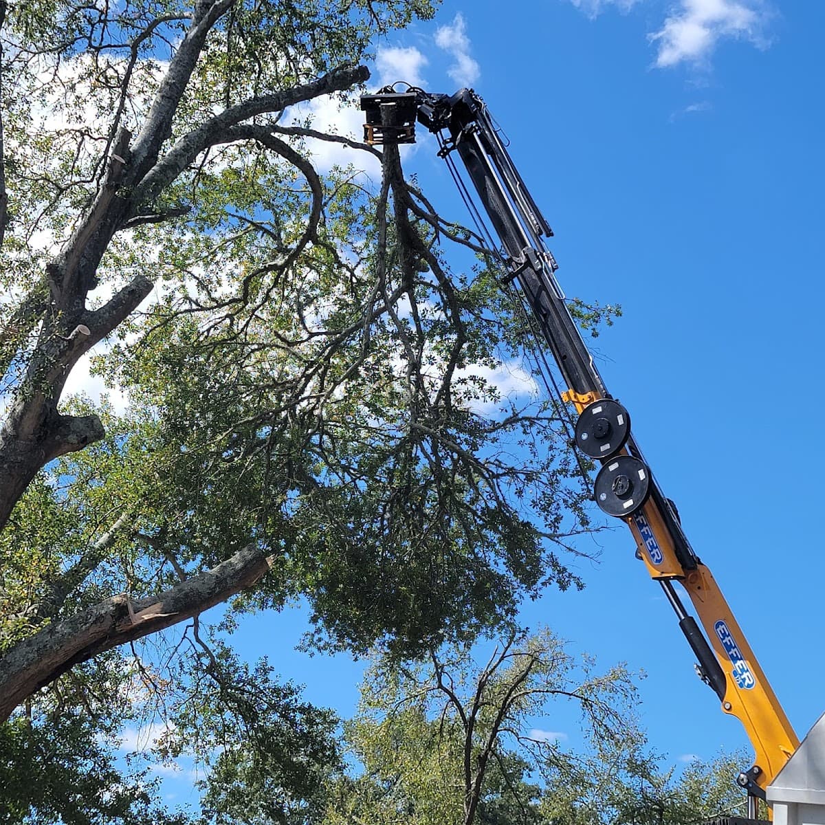 Ceppo Cane Tree Service