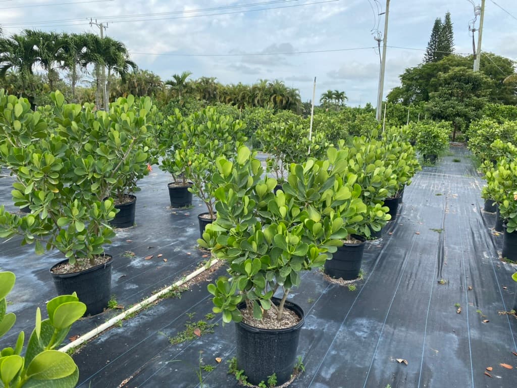 Grateful Tree and Hedge