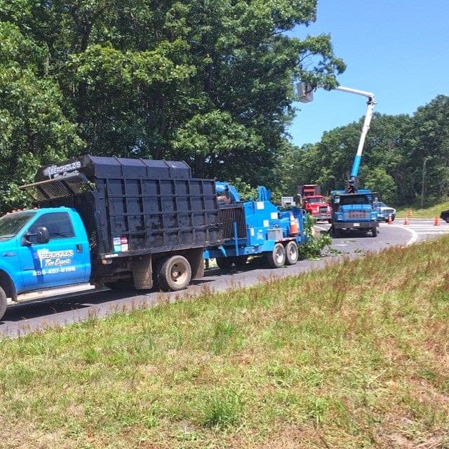 Bergholz's Tree Experts