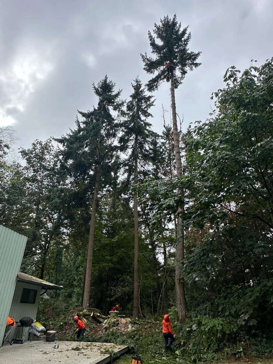 Brothers landscaping & tree service