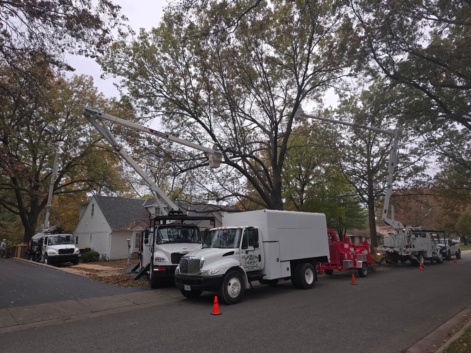 Ofilio Tree and Lawn Service LLC