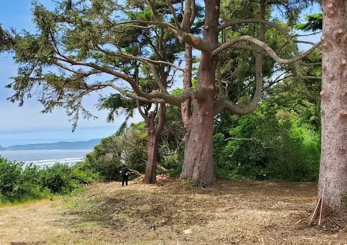 Bird’s Eye Tree Service