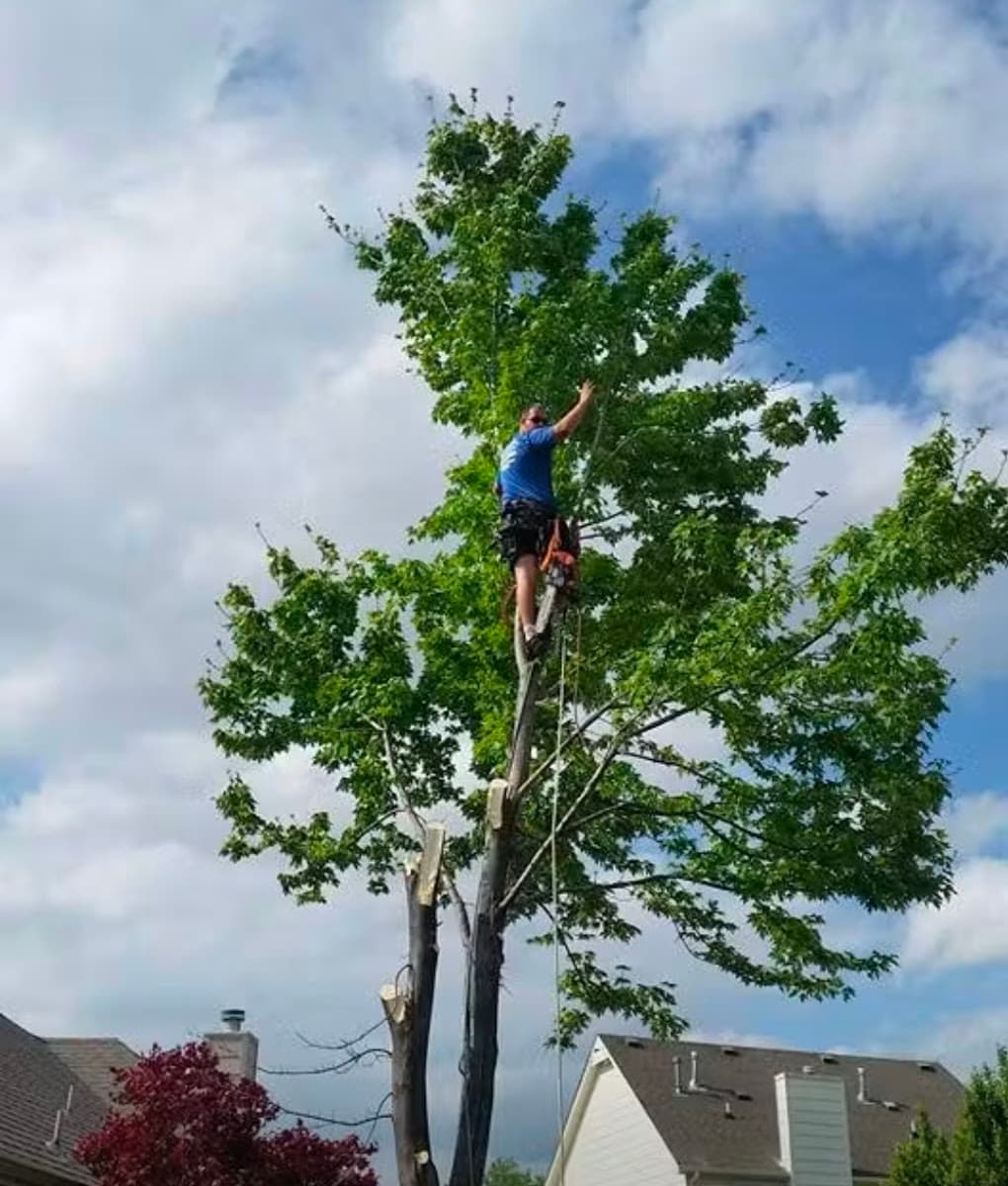 Callahan Tree Care