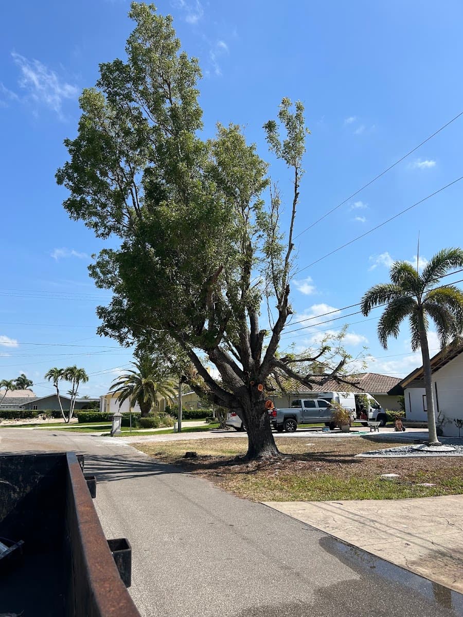 Lee County Tree Service LLC