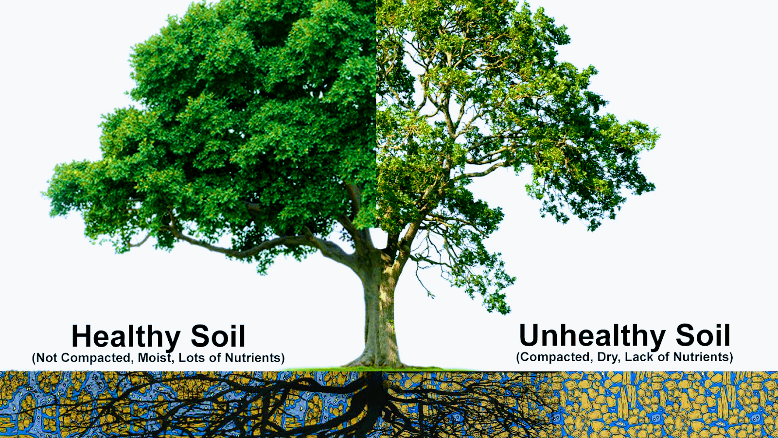 Davis Family Arbor Services, LLC