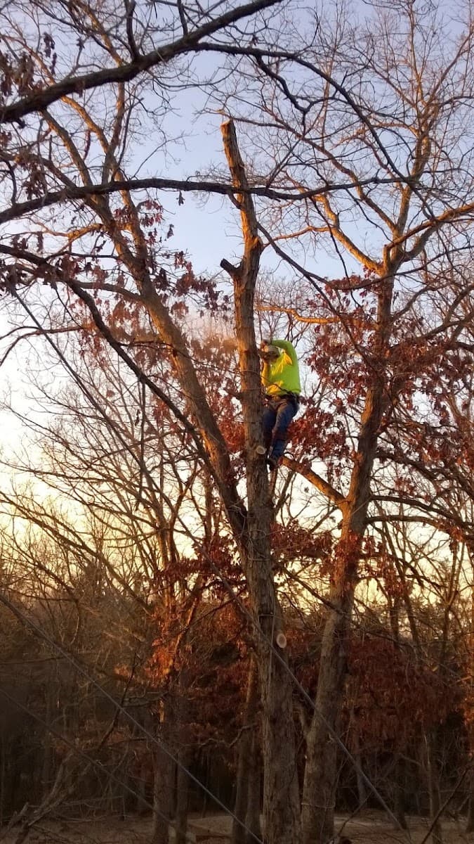 Alford Tree Service LLC