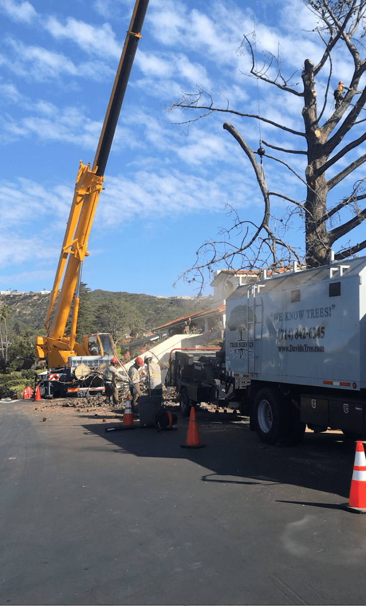 David's Tree Service, Inc.