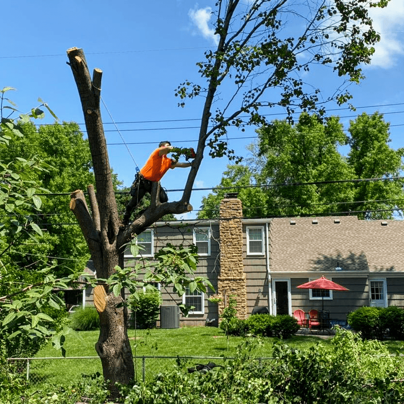 Bad Axe Tree Service Warrensburg Missouri