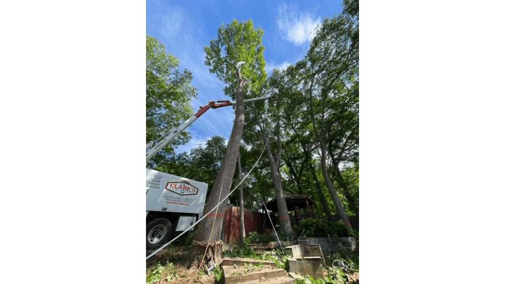 Clark's Tree Express