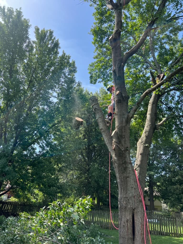 Zelfer Tree Crew LLC