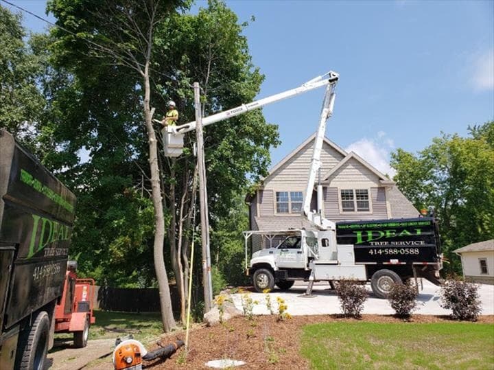 Ideal Tree Service LLC.