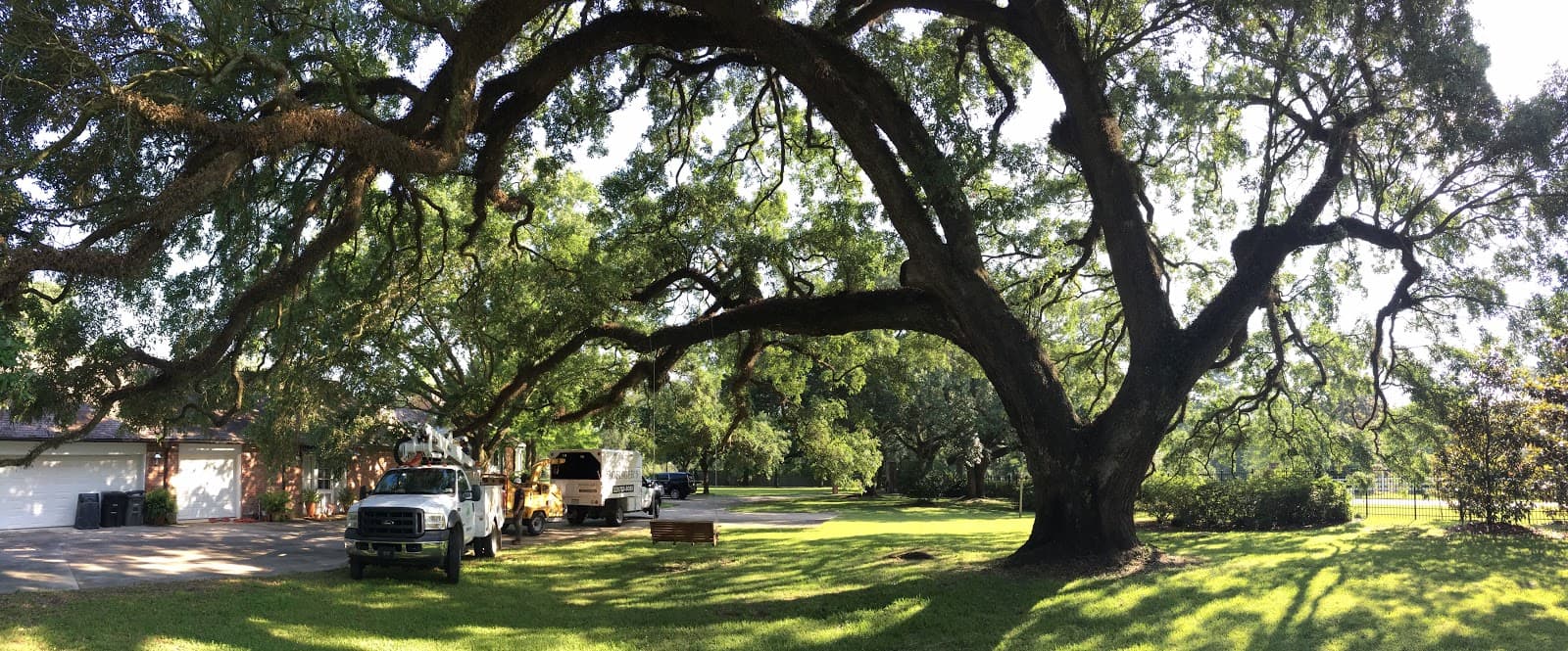 Bofinger's Tree Service