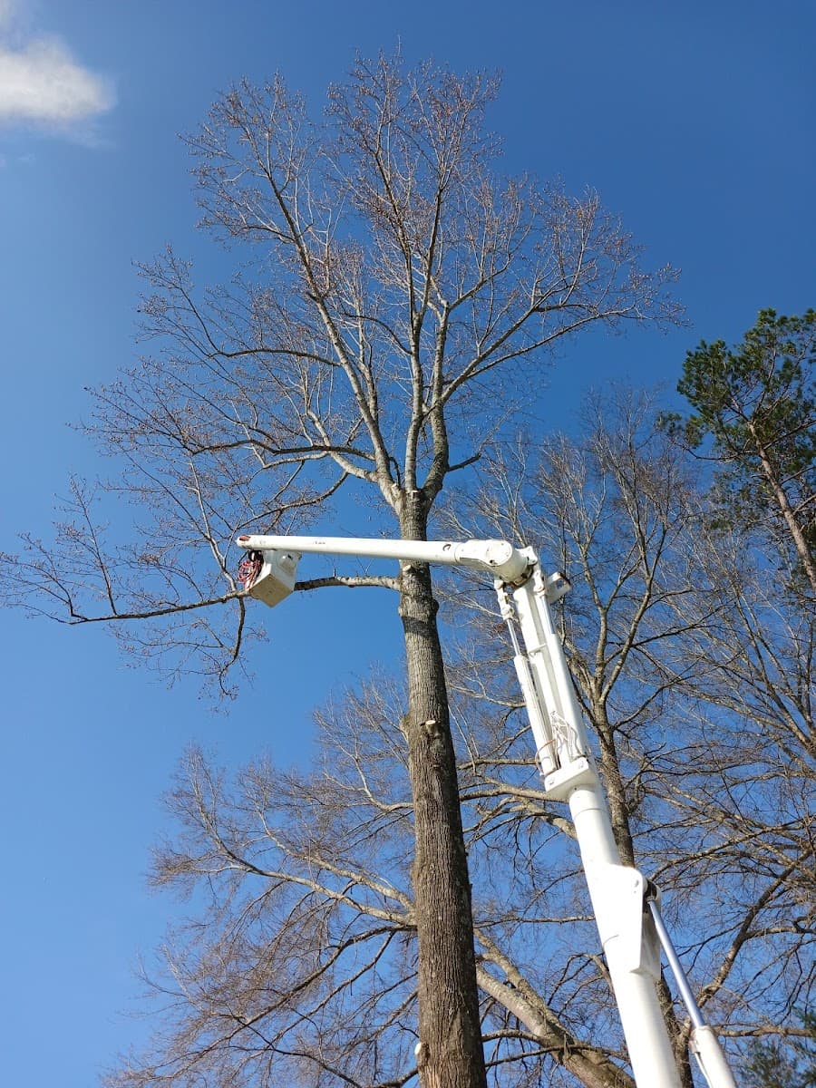 Action Tree Service