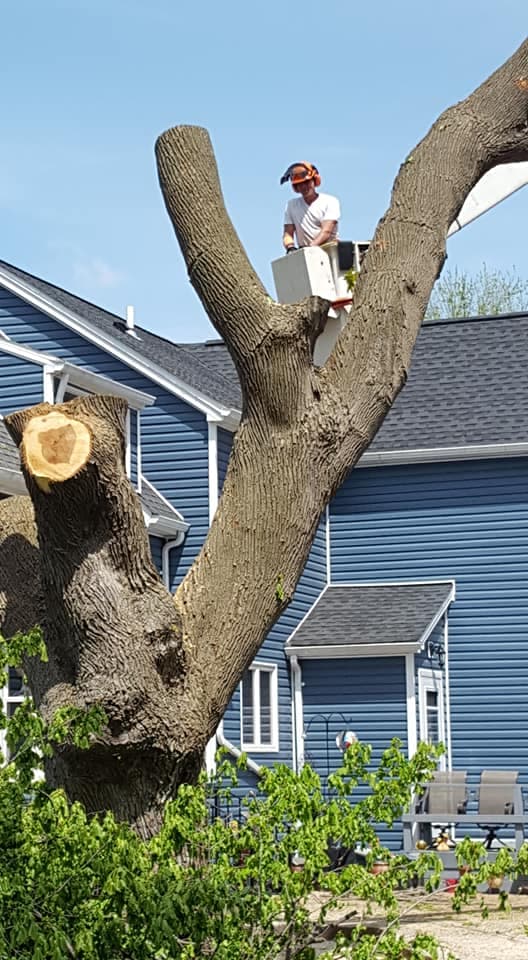 Tree Works Of WNY