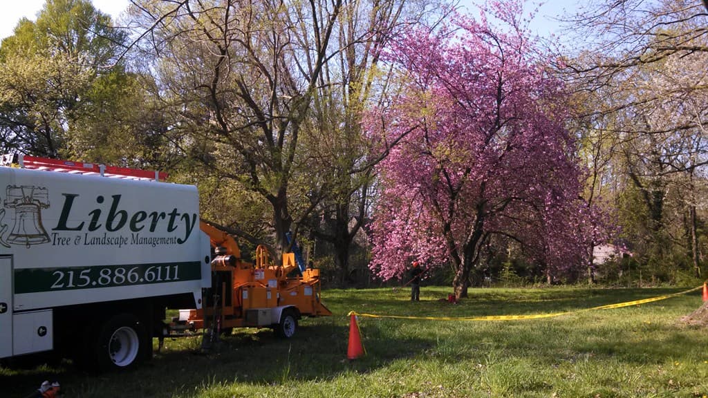 Liberty Tree and Landscape Management