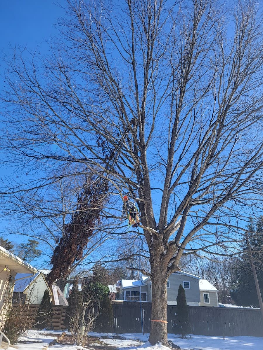 Branch Out Tree Service