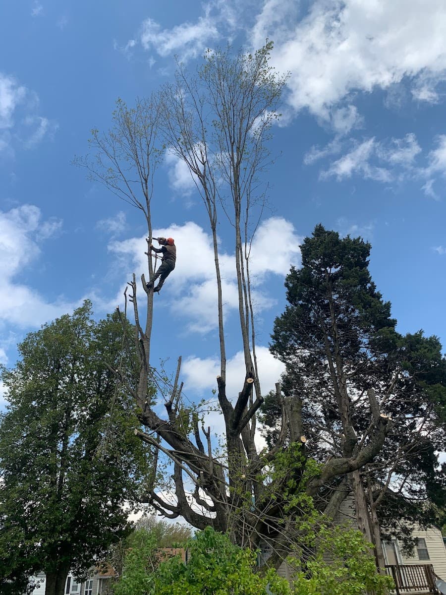 Lumberjacks Tree and Landscaping Services LLC