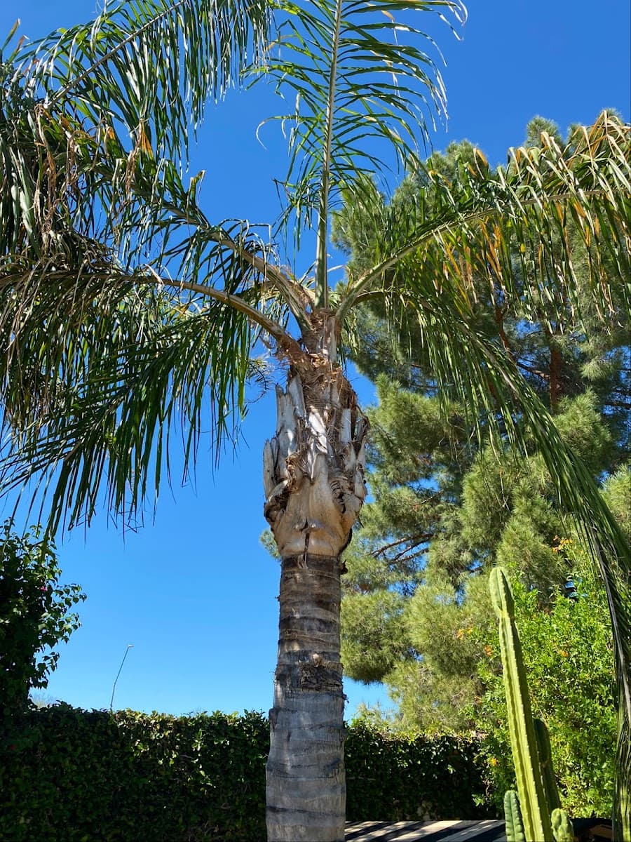 Valley Tree Masters Tree Trimming Service, Tree Removal & Tree Feeding