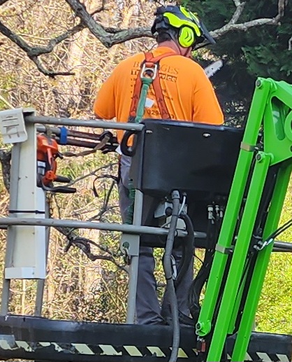 Tony Bridges Tree Service