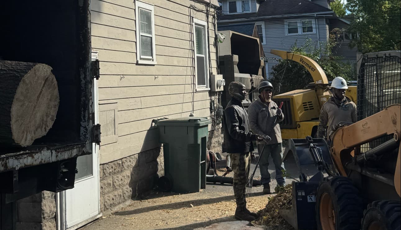 Innovation Tree Services