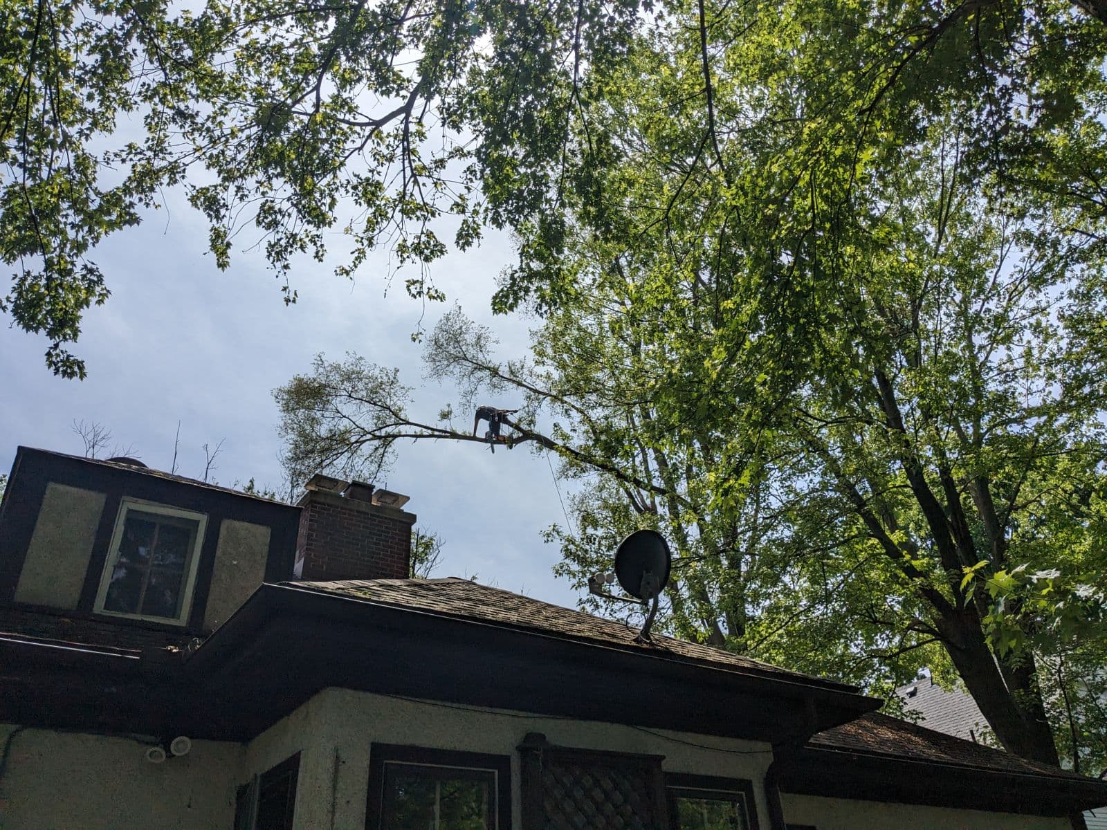 Inspire Tree Experts