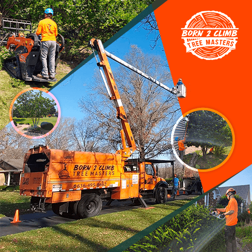 Born 2 Climb Tree Masters