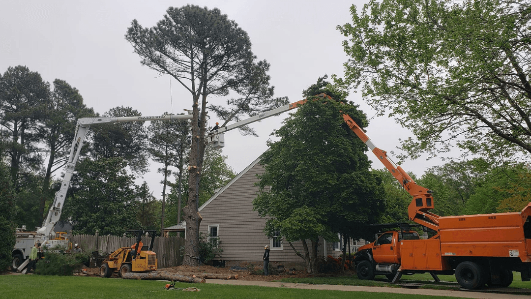 A Top To Bottom Tree & Lawn Service