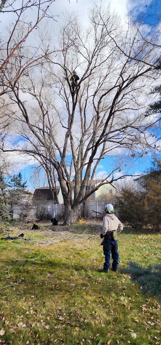 Tree Bees Arboriculture LLC