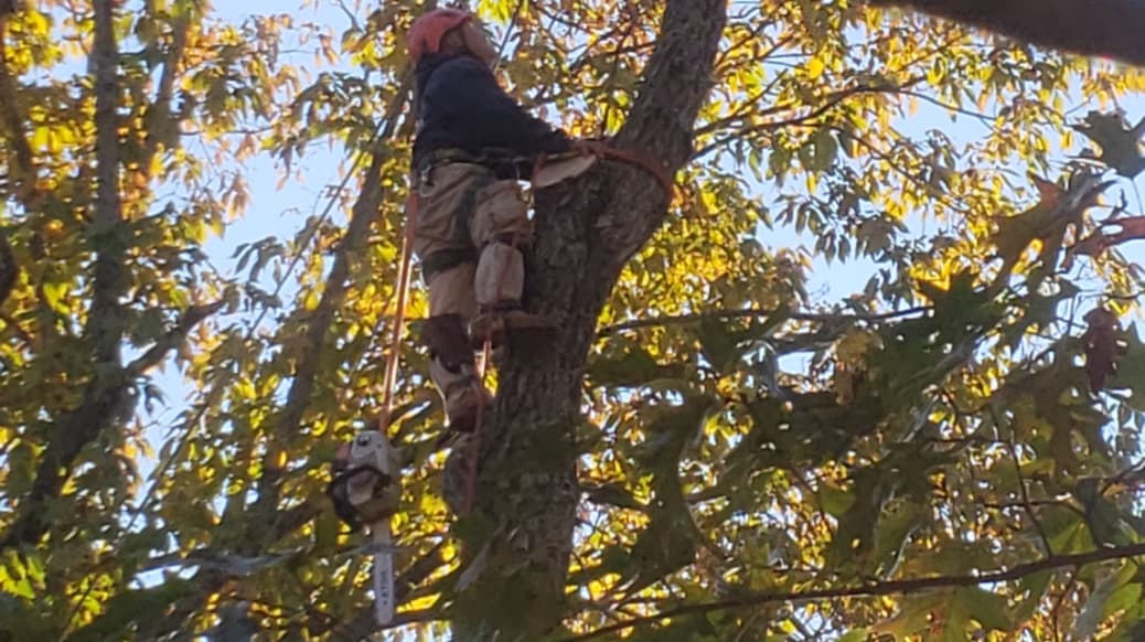 Well Done Tree Service Llc