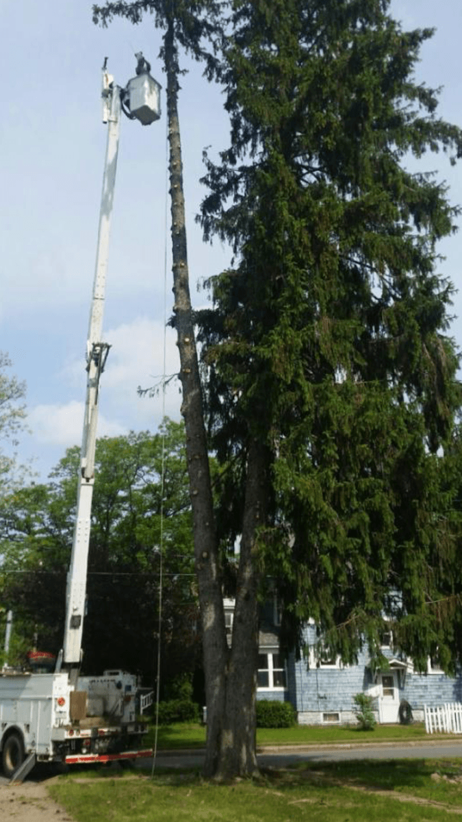 Crouse's Cutting Tree & Landscape
