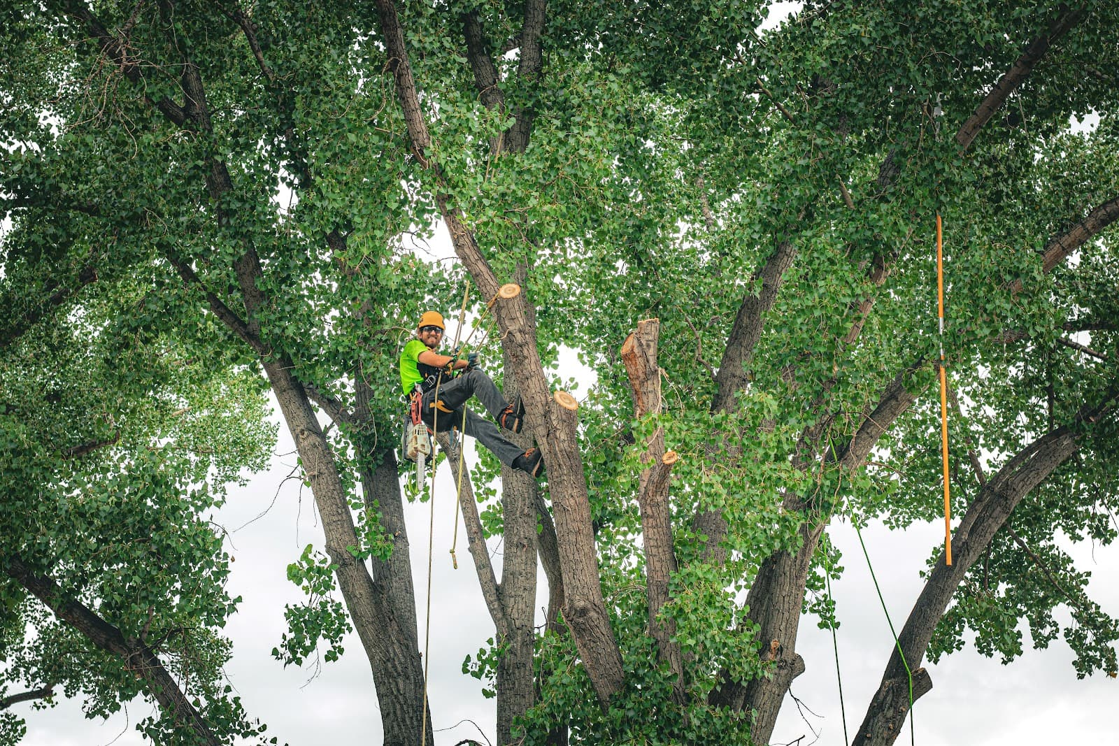 Betterwest Tree Service