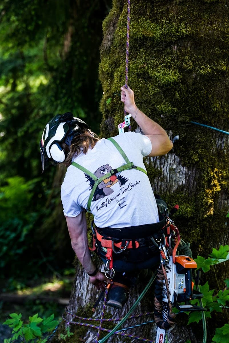 Wise Beaver Tree Care