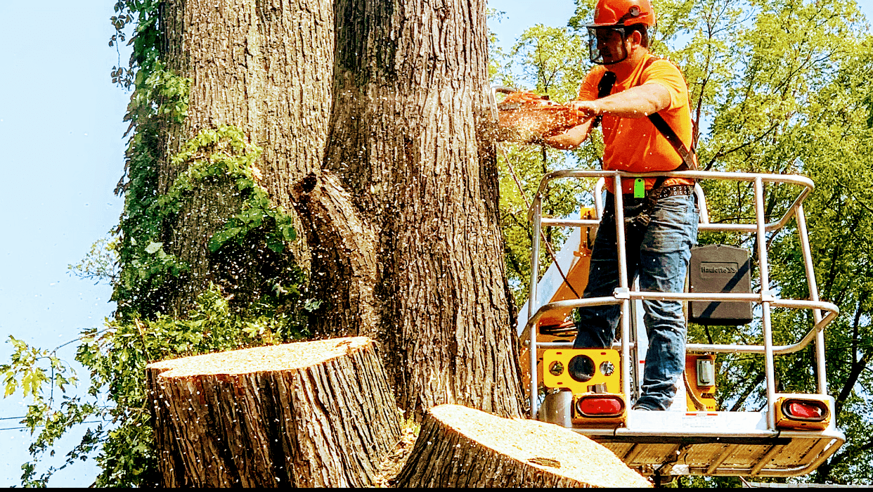 Ramiro's Tree Service LLC