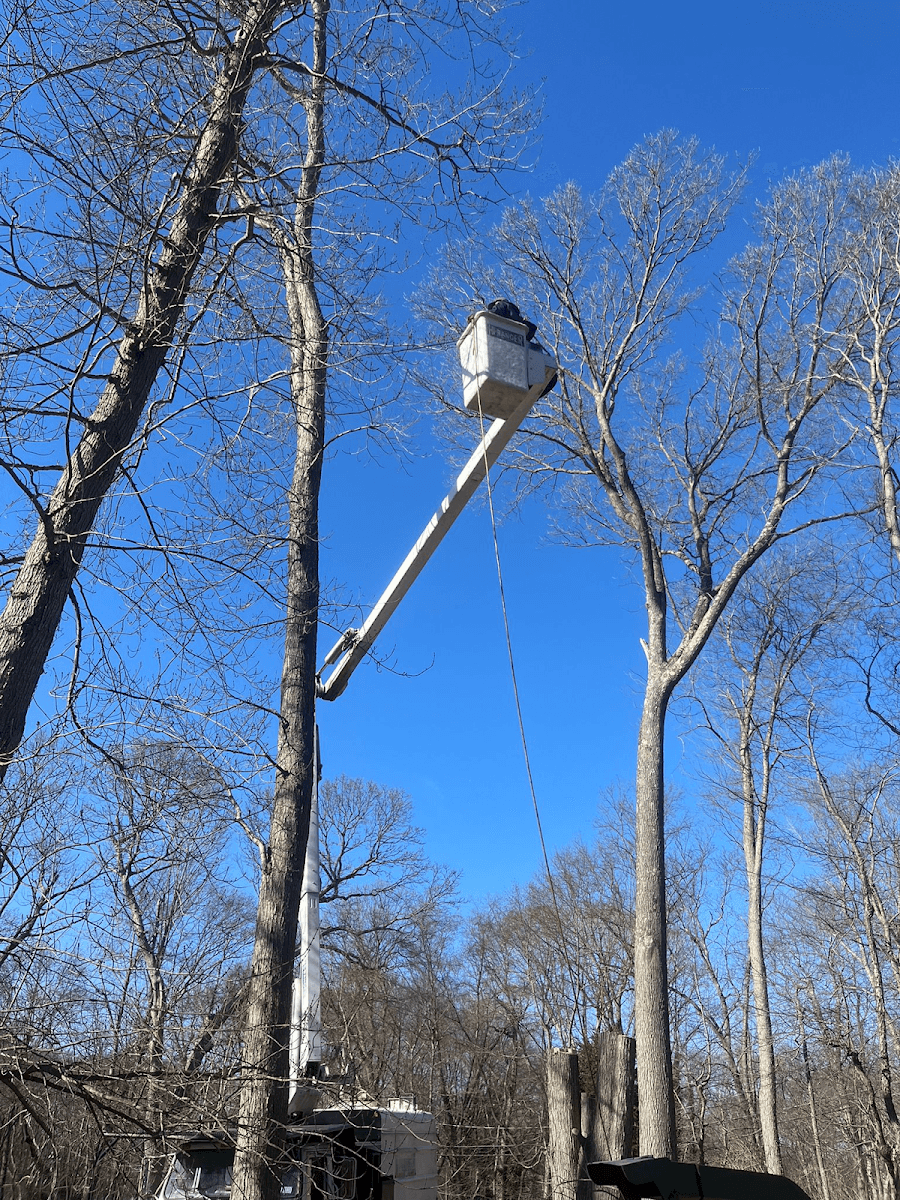 Victorio Tree Service & Landscaping