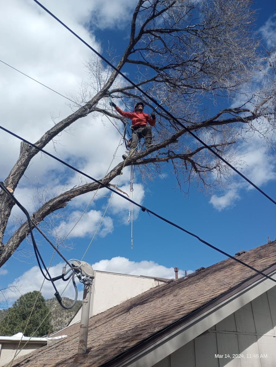 Tip Toppin Tree Service LLC