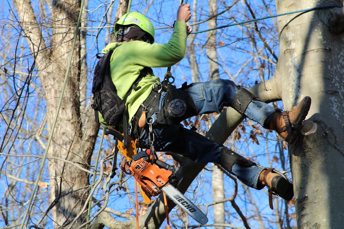 Dan's Tree Service