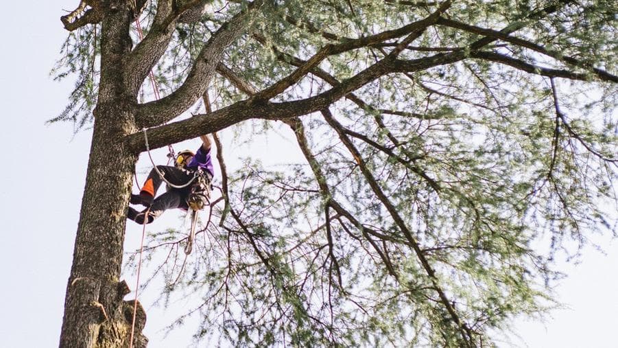 Sky High Services LLC