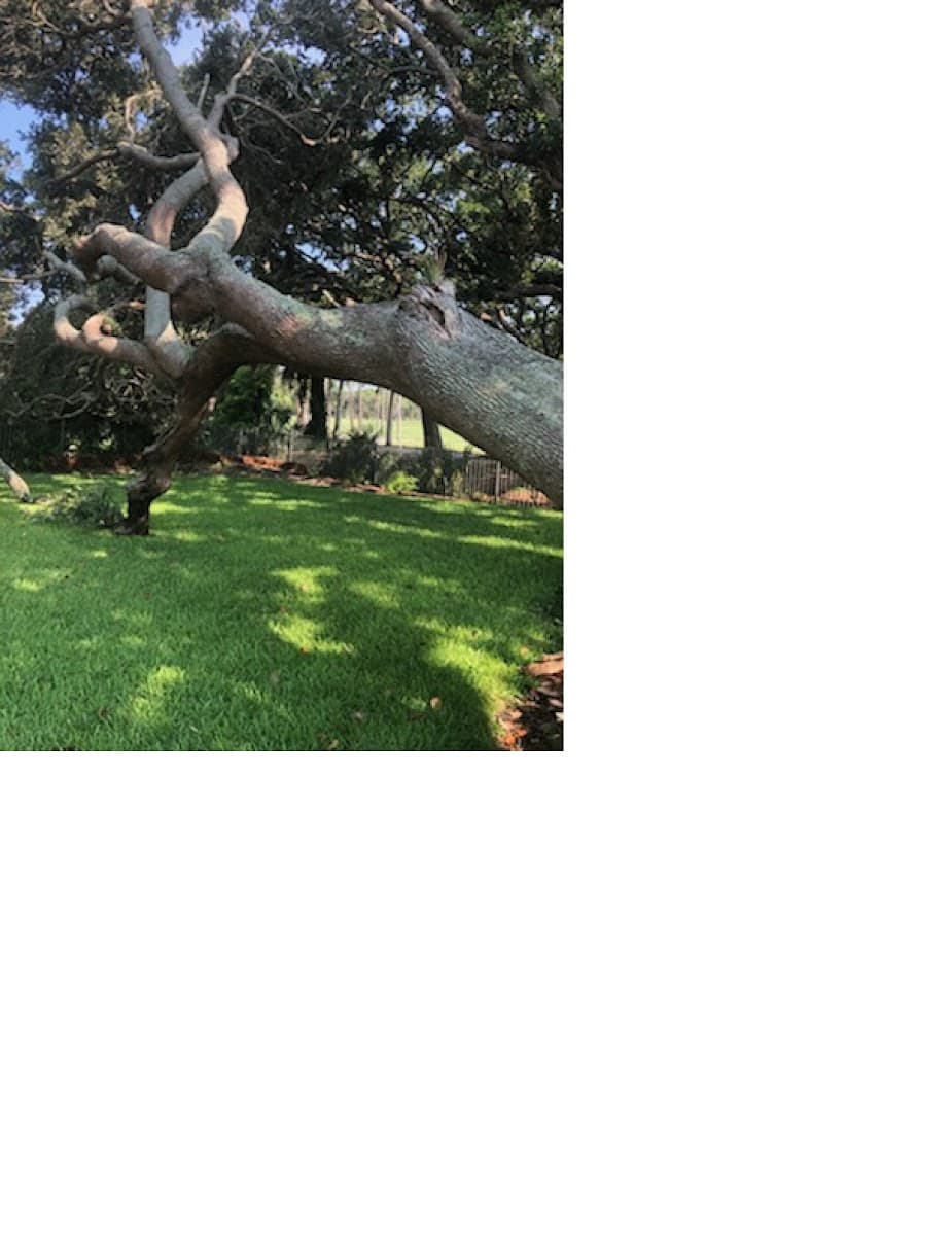 COASTAL TREE SERVICE