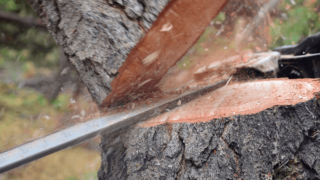 A Plus Affordable Tree Service