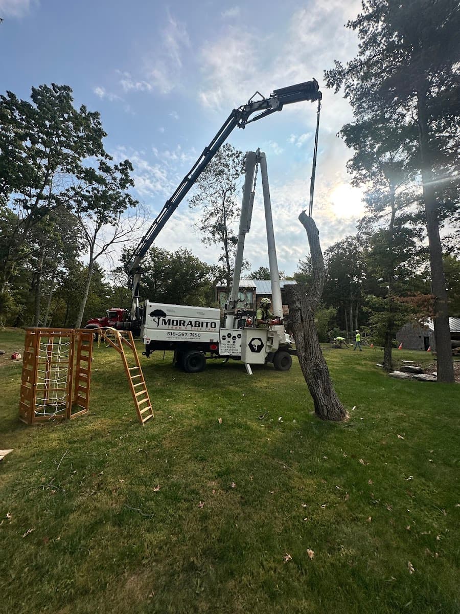 Morabito Lawn & Tree Care