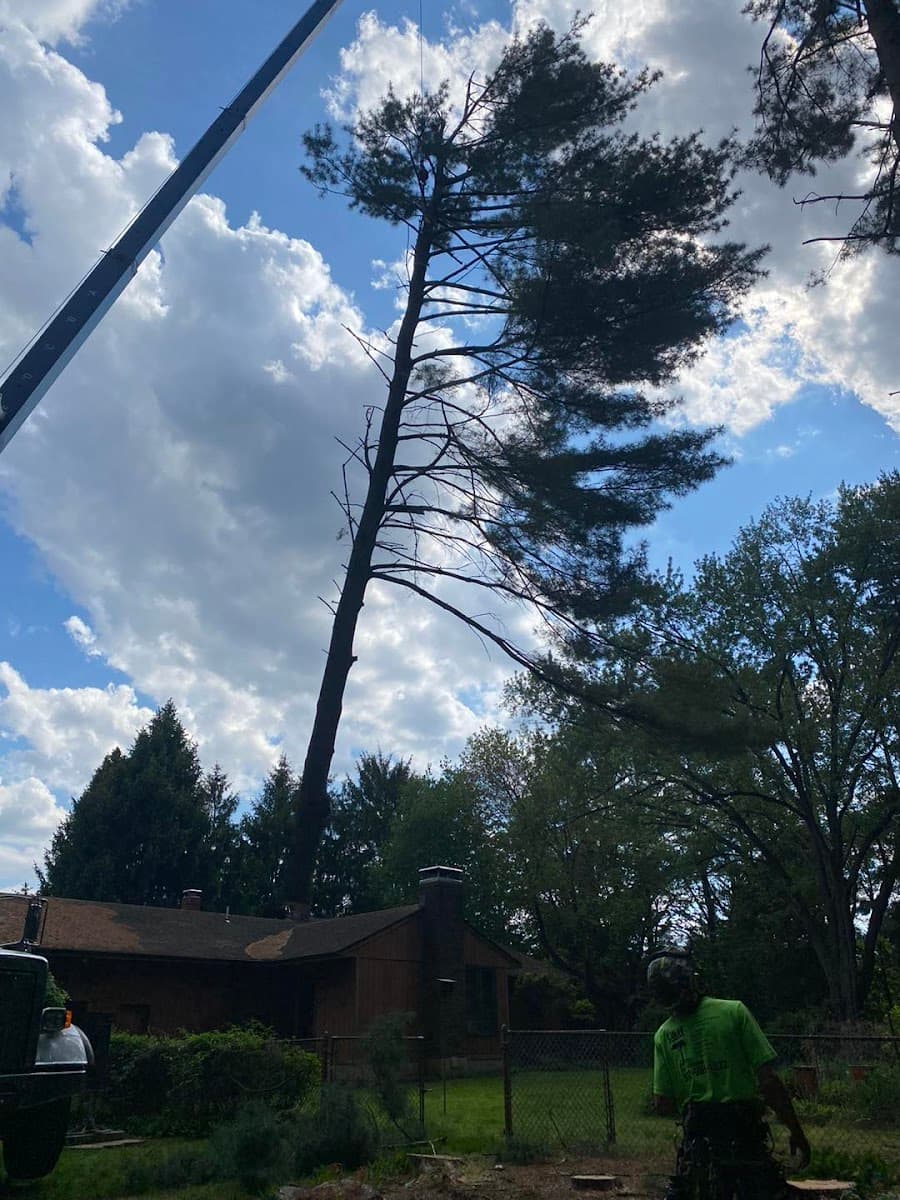 C & R Tree Service - Middletown