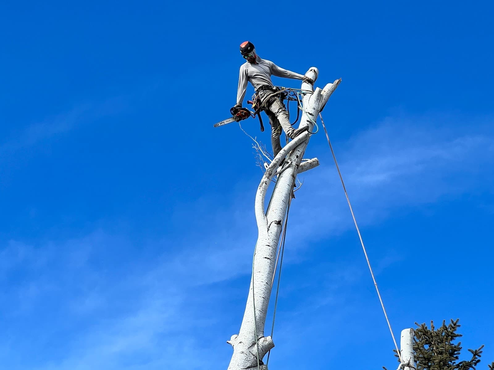 Green Saw Tree Service