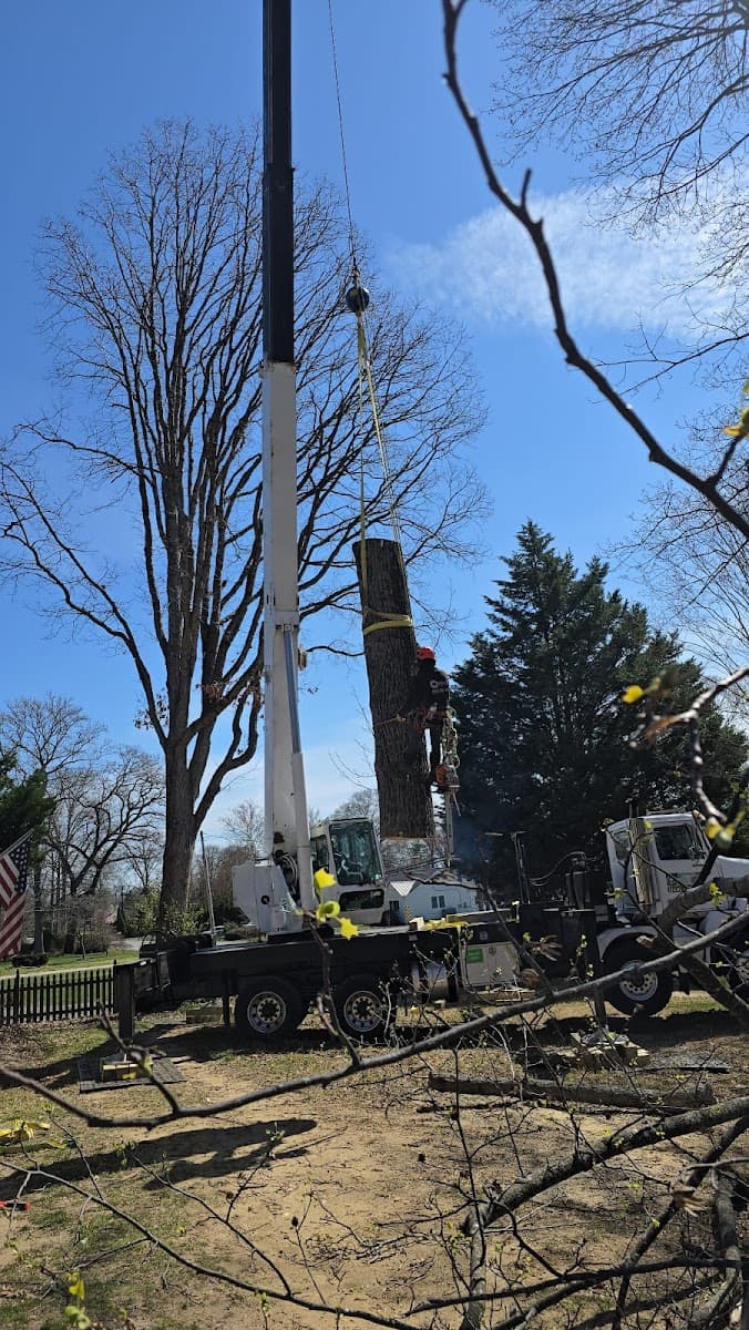 White Oak Tree Expert