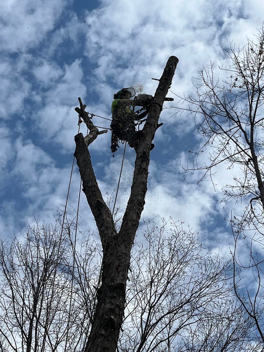 Midwest Tree Surgeons